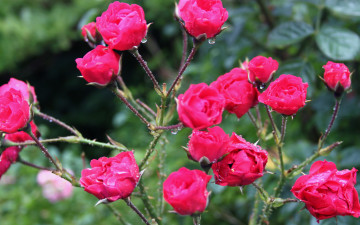 Картинка цветы розы капли куст розовый