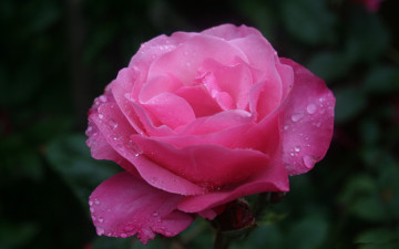 Картинка цветы розы капли розовый