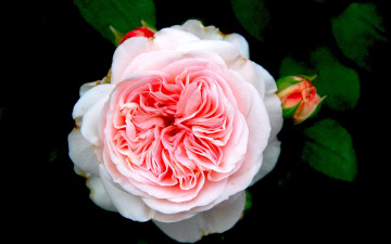 Картинка цветы розы розовый бутоны