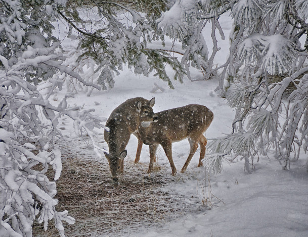 Обои картинки фото животные, олени, снег, зима