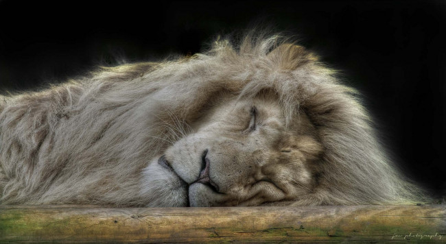 Обои картинки фото животные, львы, сон, царь, зверей