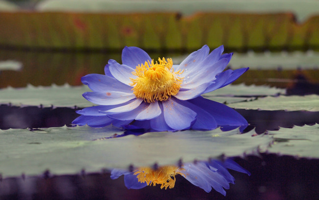 Обои картинки фото цветы, лилии, водяные, нимфеи, кувшинки, лепестки