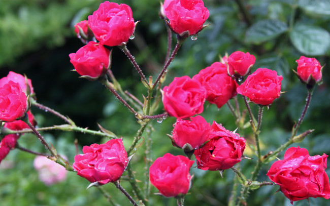 Обои картинки фото цветы, розы, капли, куст, розовый