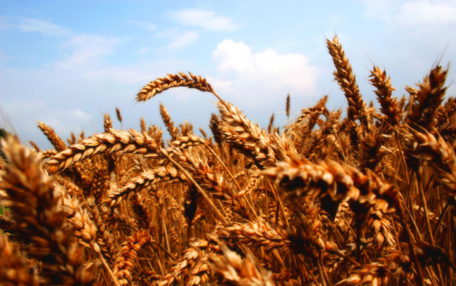 Обои картинки фото колосья, природа, поля, поле, зерно, зрелые, пшеница