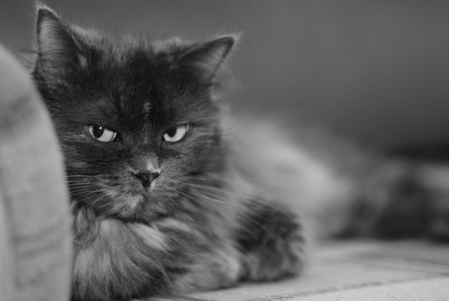 Обои картинки фото пушистый, кот, животные, коты, черно-белый