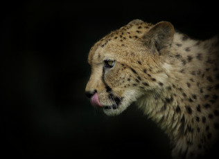 Картинка ©+ania+jones животные гепарды профиль гепард морда темный фон язык