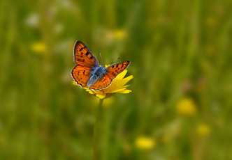 Картинка животные бабочки фон цветок желтый бабочка