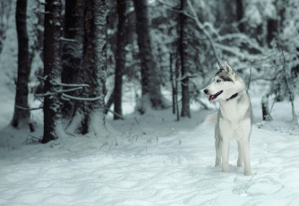 Картинка животные собаки лес собака снег