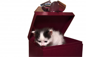 Картинка животные коты котенок коробка бантик