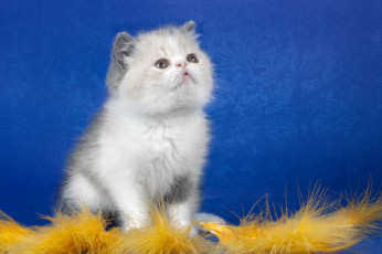 Картинка животные коты котейка пушистый белый лапулька