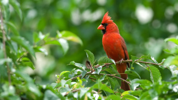 Картинка животные кардиналы красный