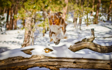 Картинка животные собаки природа лес снег бревно прижок друг собака