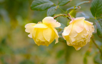 Картинка цветы розы жёлтые