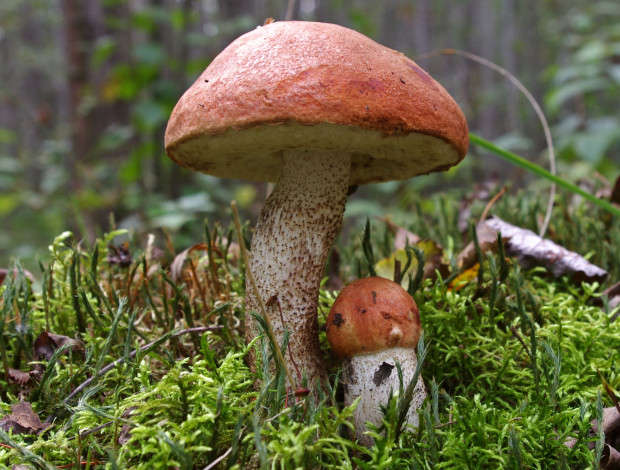 Обои картинки фото природа, грибы, парочка