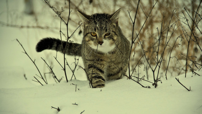 Обои картинки фото животные, коты, кот, снег