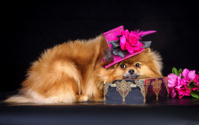Обои картинки фото животные, собаки, собака, шляпа, шкатулка, цветы