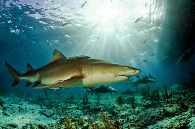 Обои картинки фото животные, акулы, акула, океан, глубина