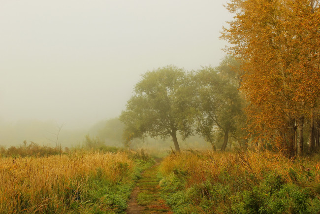 Обои картинки фото природа, дороги, туман, осень, деревья, трава