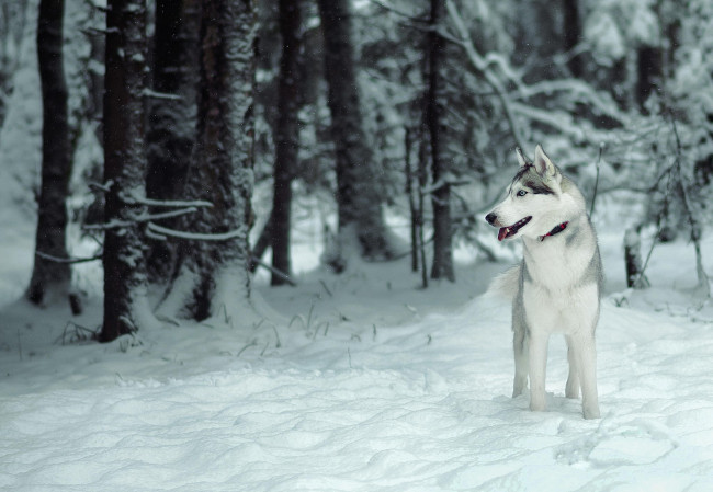 Обои картинки фото животные, собаки, лес, собака, снег