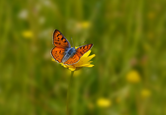 Обои картинки фото животные, бабочки, фон, цветок, желтый, бабочка