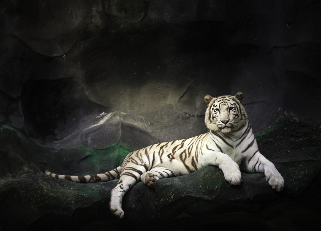 Обои картинки фото животные, тигры, скалы, камни, отдых, белый, тигр