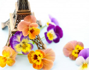 Картинка цветы анютины+глазки+ садовые+фиалки франция фиалки eiffel tower paris france statuette violets статуэтка эйфелева башня париж flowers