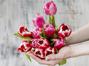 Картинка цветы тюльпаны flowers spring tulips руки
