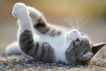 Картинка животные коты лапки наслаждение лежит кот кошка