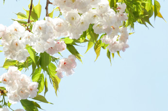 Картинка цветы цветущие+деревья+ +кустарники ветки сакура лепестки весна небо цветение