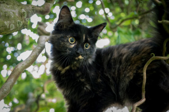 Картинка животные коты дерево взгляд кошка глаза