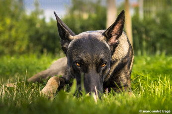 Картинка животные собаки взгляд трава собака