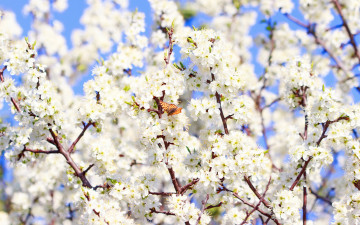 Картинка цветы цветущие+деревья+ +кустарники бабочка цветение весна flowers sunshine blossom spring