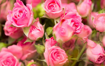 Картинка цветы розы розовые roses pink