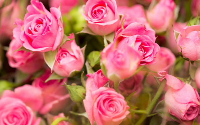 Обои картинки фото цветы, розы, розовые, roses, pink