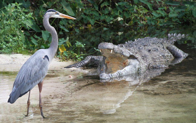 Обои картинки фото животные, разные вместе, крокодил, цапля, серая