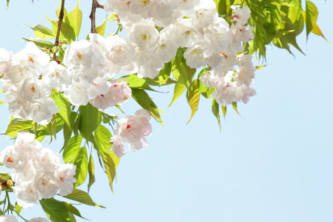 Обои картинки фото цветы, цветущие деревья ,  кустарники, ветки, сакура, лепестки, весна, небо, цветение