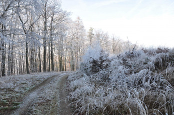 Картинка природа дороги лес зима