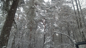 Картинка зимний+лес природа зима зимний лес