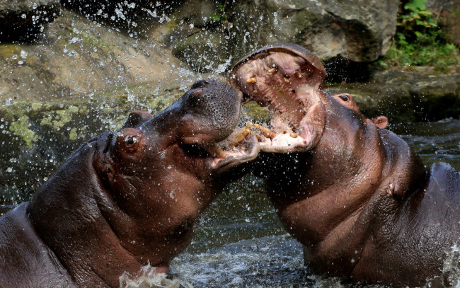 Обои картинки фото бегемоты, животные, бегемот, hippopotamus, млекопитающие, китопарнокопытные, бегемотовые, клыки, пасть, вода