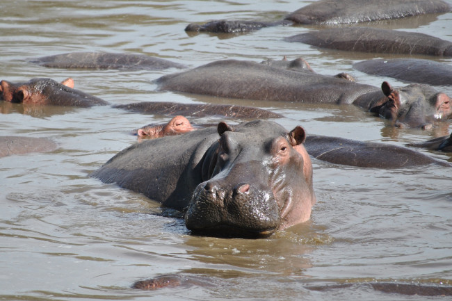 Обои картинки фото бегемот, животные, бегемоты, hippopotamus, млекопитающие, китопарнокопытные, бегемотовые, клыки, пасть, вода