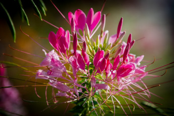 Картинка цветы клеомы розовая клеома макро