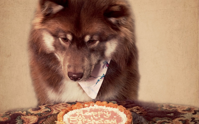 Обои картинки фото животные, собаки, собака, торт
