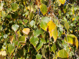 Картинка природа листья берёза