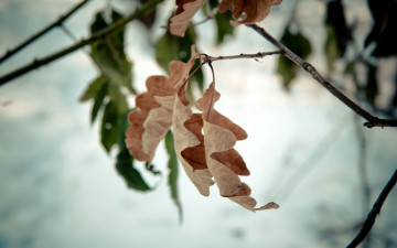 Картинка природа листья снег ветки