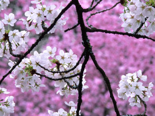обоя cherry, blossoms, in, spring, цветы, сакура, вишня
