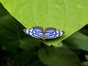 Картинка constantine fedotoff животные бабочки