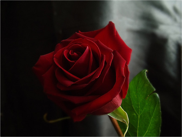 Обои картинки фото dimano, одинокая, красота, цветы, розы