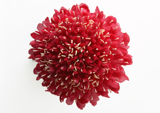 Картинка цветы скабиоза