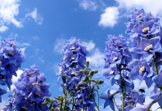 Картинка цветы дельфиниум облака небо синий