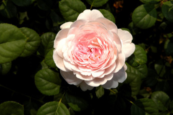 Картинка цветы розы бледно-розовый круглый